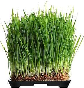 Wheat Grass Tray Small