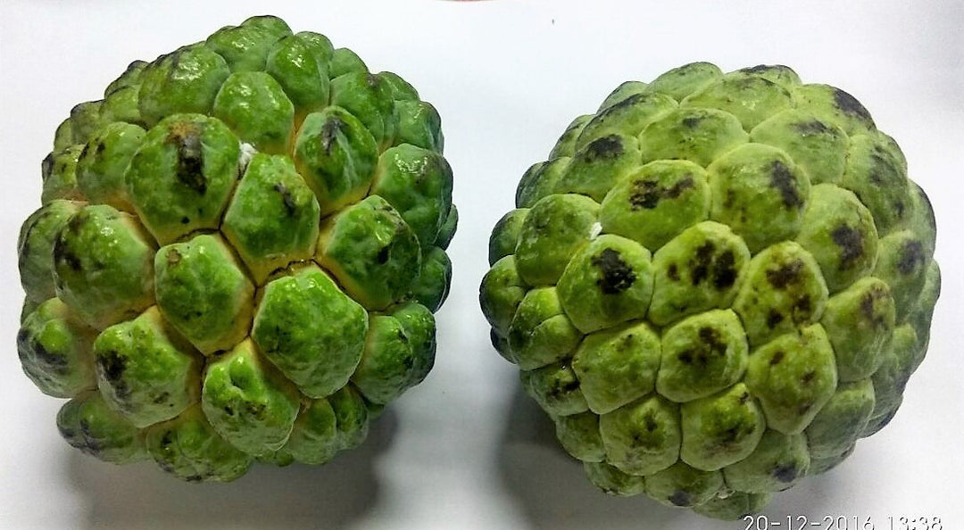 Sharifa (Custard Apple) 500 Gm